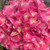Hydrangea macrophylla Wee Bit Grumpy 300655